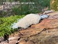 Fuligo septica var.candida-amf810